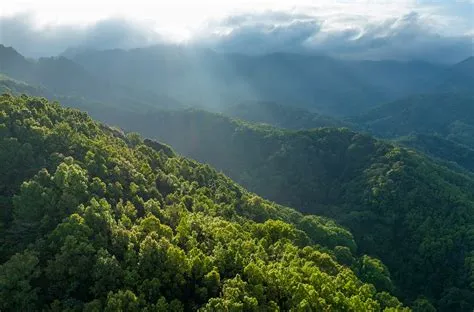 Danzhou Hainan Tropical Rainforest National Park: Gizemli Bir Keşif Yolu ve Egzotik Bitki Öğesi Bekliyor!