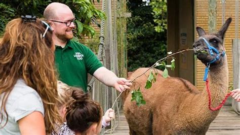 ZSL Londra Hayvanat Bahçesi'nde Vahşi Yaşamın İncisi: Bir Macera Yolculuğuna Hazır Olun!